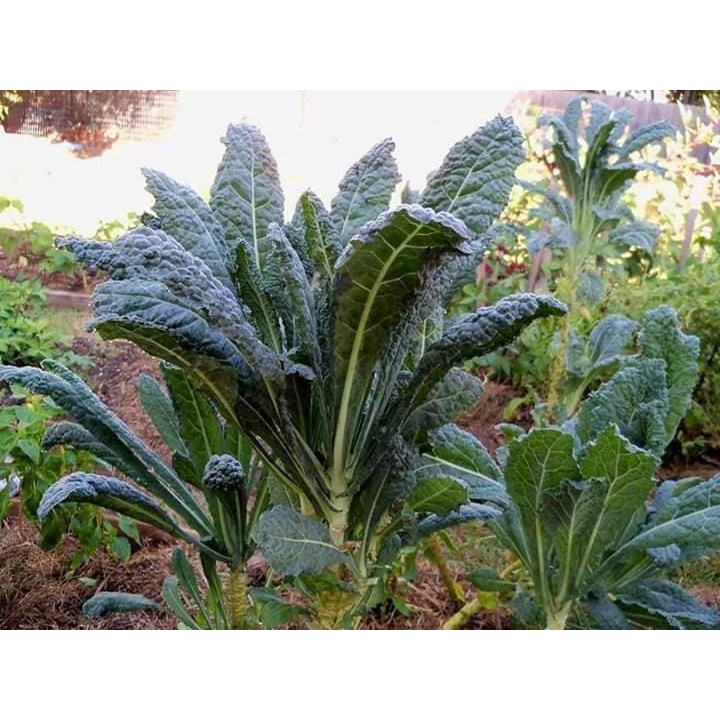 Hạt giống Cải Xoăn Kale Laci Ý gói 100 hạt ( kale khủng long)