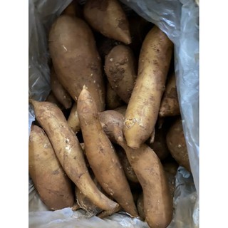 Khoai sâm đất y tý 1kg