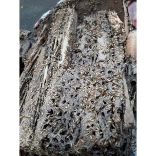 Hộp nhử mối sản xuất tại Công Ty Diệt Mối Thành Công