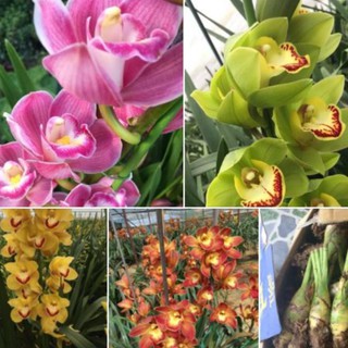 Combo 4 củ hoa địa lan santo - đỏ vàng xanh hồng