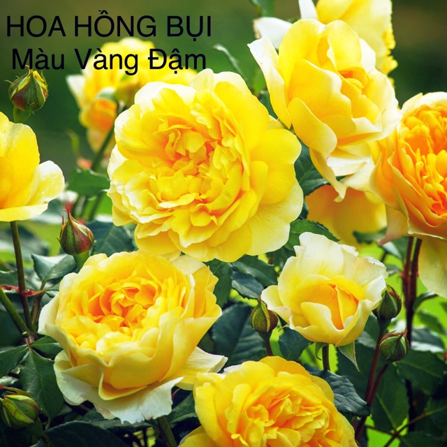 HẠT GIỐNG HOA HỒNG RI BA TƯ Mix (Mao lương) - Hoa Hồng Bụi