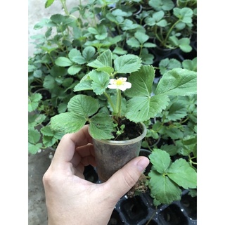 5 cây Mô ly dâu tây 1-1,5 tháng có 9-10 giống dâu, inb shop để biết chi tiết tên giống