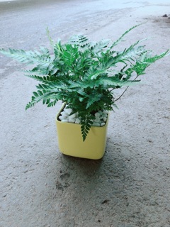 Chậu Cây Dương Sỉ Kiểng