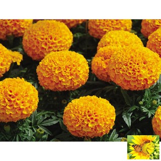 Hạt giống hoa Vạn thọ Cam lùn (30 hạt)