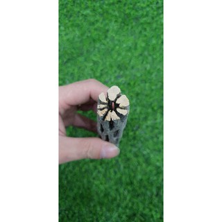 LŨA CHOLLA - LŨA XƯƠNG RỒNG - ĐỒ CHƠI TÉP KIỂNG - DÁN RÁY. BUCEP. RÊU