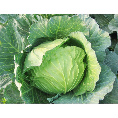 hạt giống rau bắp cải xanh F1 chịu nhiệt, năng suất cao 1gr