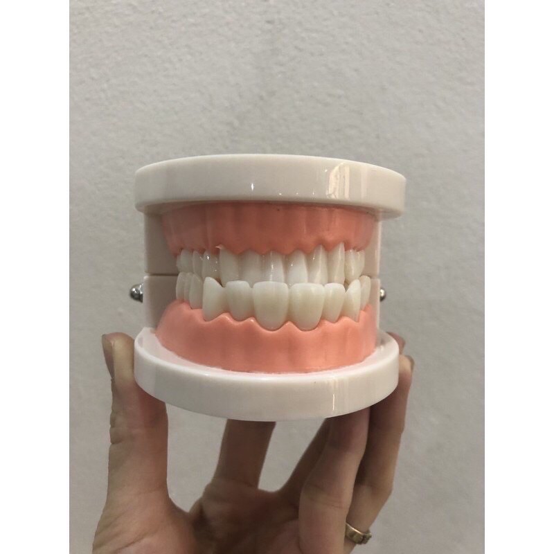 Mô hình hàm răng loại xin