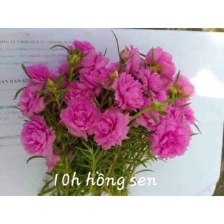 Hoa mười giờ Thái 4 màu ( bó 20cành)