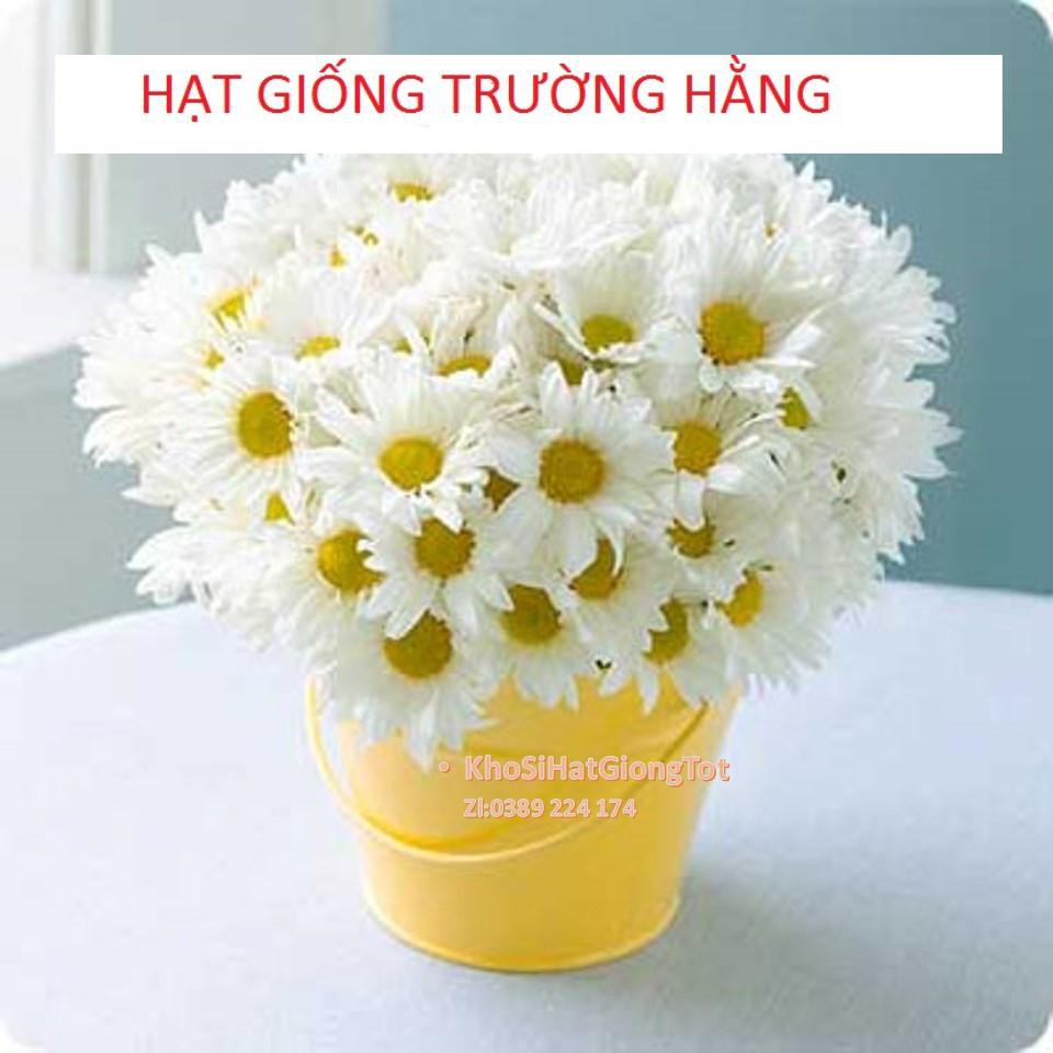 Gói 50 Hạt Giống Hoa Cúc Chi Trắng - 60cm Shasta (Chrysanthemum)