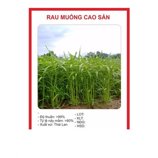 Hạt giống rau muống cao sản 50 hạt 50g hạt giống rau muống tre thái lan