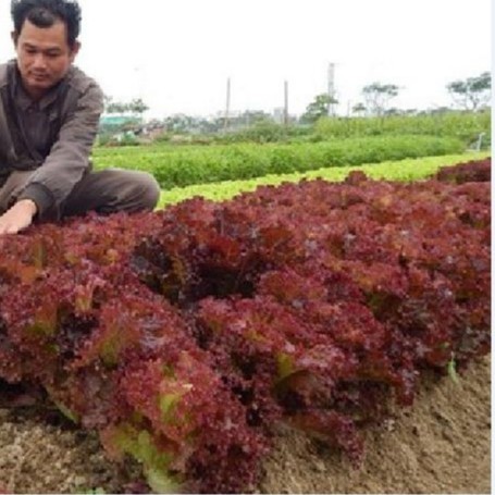 Hạt giống Xà lách xoăn tím -Khối lượng: 0.5 gr - DC