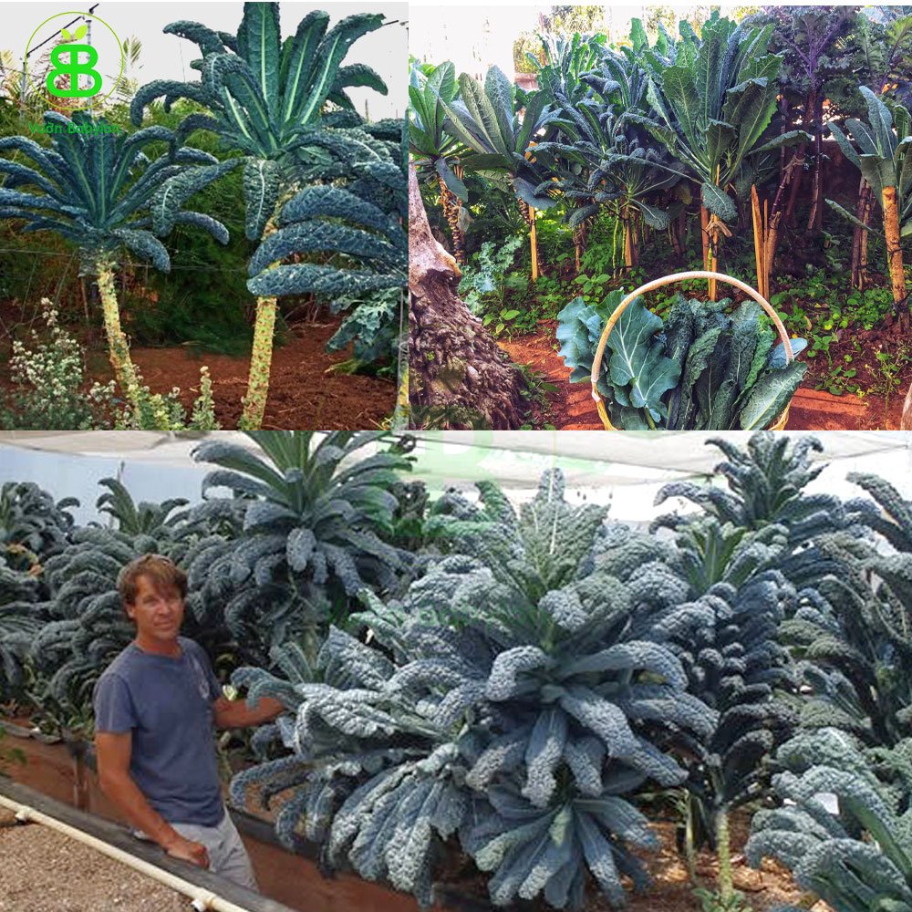 Hạt giống cải Kale Khủng Long Rado lá lớn, cây cao và giàu dinh dưỡng