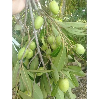 Cây Cây cà na thái - Cây Giống Nhập Khẩu