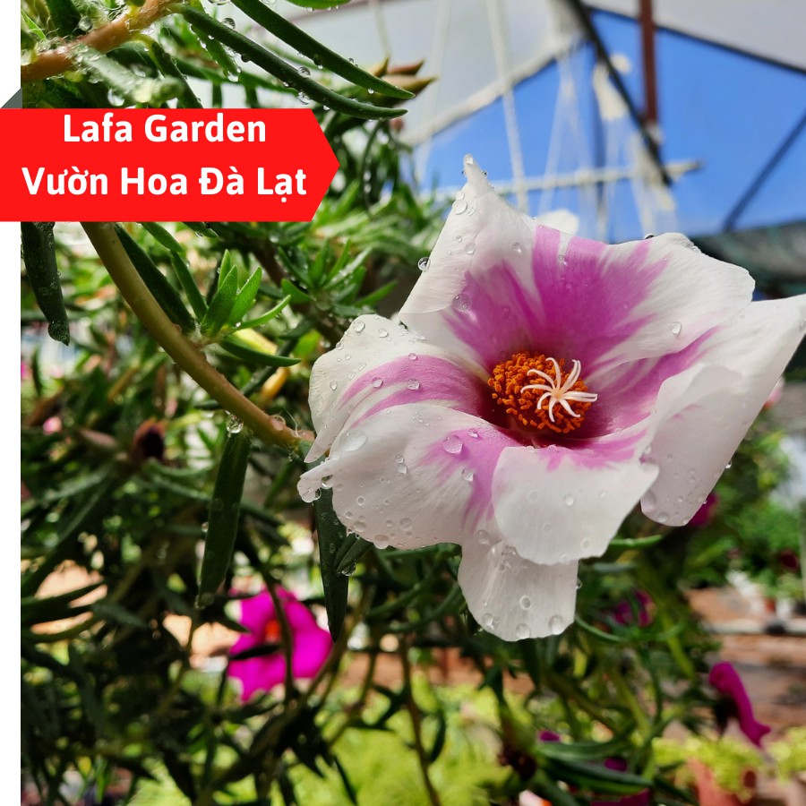 Cành giống cây hoa mười giờ Mỹ có bầu rễ,cành hoa to, màu sắc đẹp cây dễ trồng LAFA GARDEN