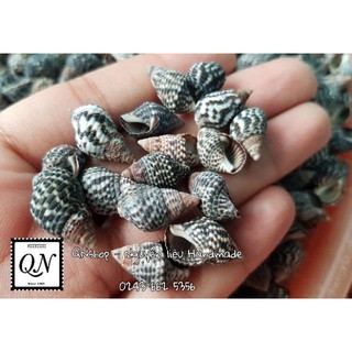 Vỏ ốc biển cỡ nhỏ