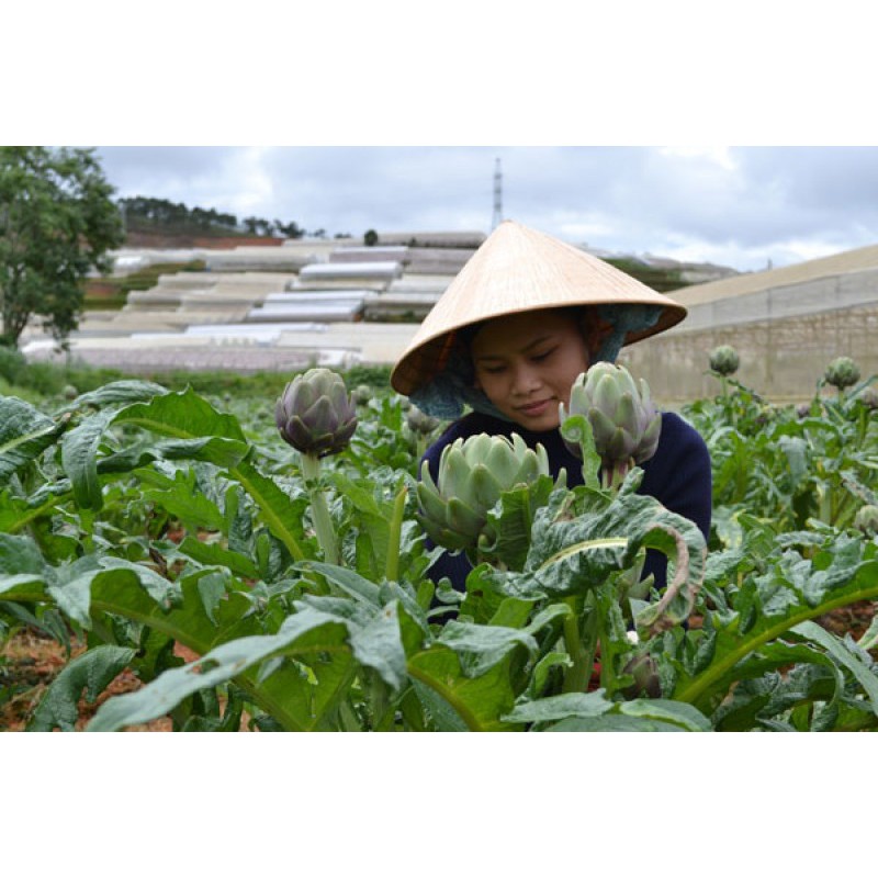 250gr BÔNG ATISO/ HOA ATISÔ KHÔ ĐÀ LẠT - loại 1