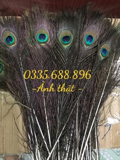 Combo 60 lông công tự nhiên 45-50cm