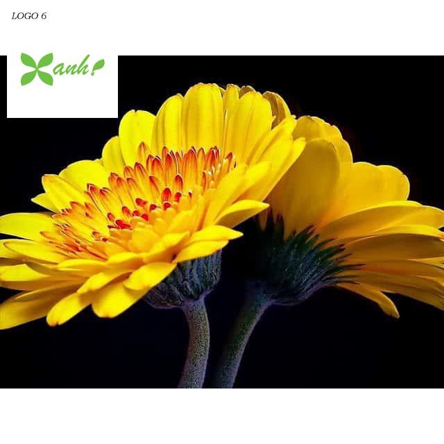 Gói 100 Hạt Giống Hoa Đồng Tiền Kép Lùn - Mix (Gerbera)