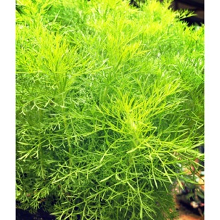 Cây kiểng phong thuỷ tài lộc