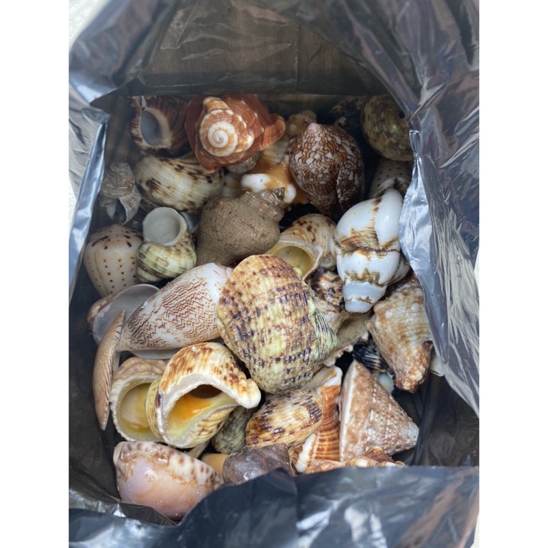 VỎ ỐC MIX TỰ NHIÊN 1KG