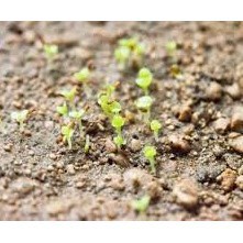 Hạt Giống Sen Đá Mix Nhiều Loại  - MUA 3 TẶNG 1 CÙNG LOẠI