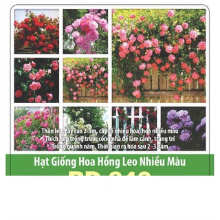 Hạt giống hoa hồng leo nhiều màu gói 10 hạt