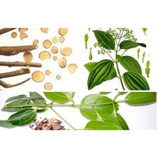 CÂY QUẾ GIỐNG