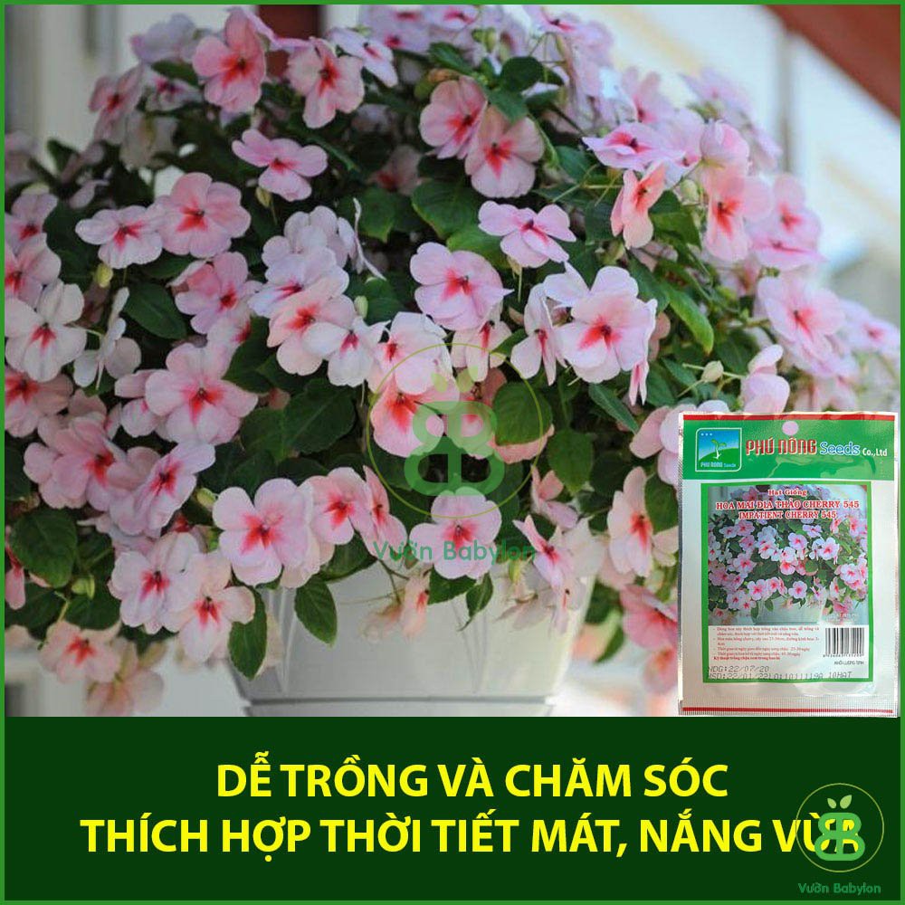 Hạt Giống Hoa Ngọc Thảo Cherry 10 Hạt - Hạt Giống Hoa Mai Địa Thảo Thái Lan