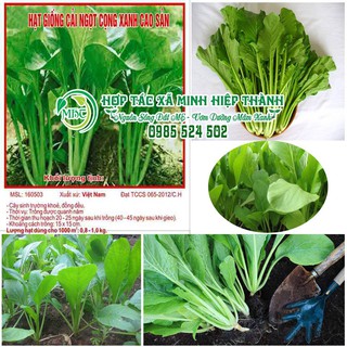 SALE off - Hạt giống rau cải ngọt cực đẹp.