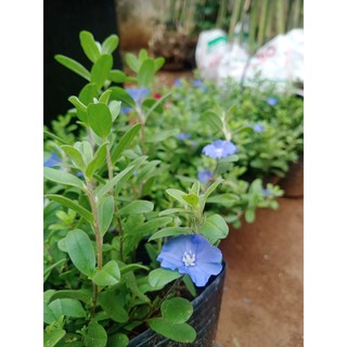 Cây hoa thanh tú trồng bụi (chỉ giao hỏa tốc HCM)