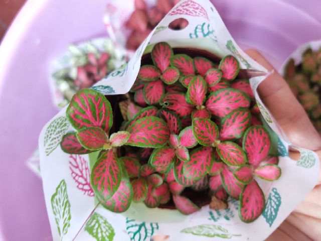 Combo 10 chậu cẩm nhung đẹp