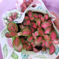 Combo 10 chậu cẩm nhung đẹp