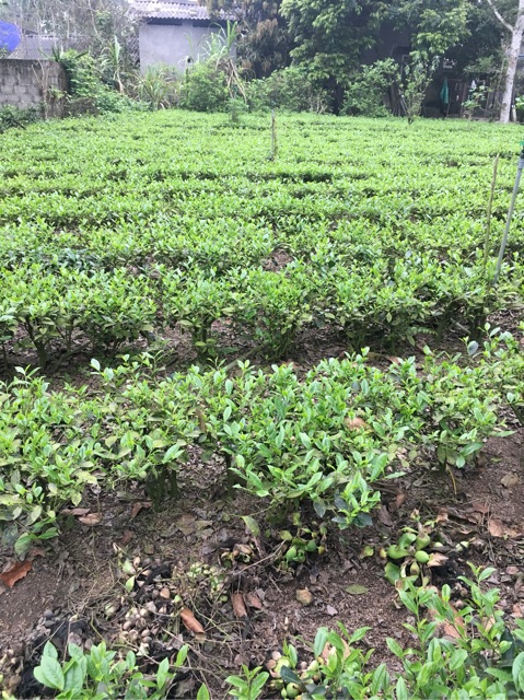 [CHÈ NGON] Chè Thái Nguyên Trà Búp ngon sạch 100%