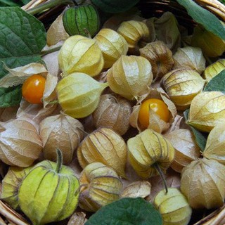 Hạt Giống Cây Thù Lù Nam Mỹ( Cây anh đào đất ) { gói 50 hạt }