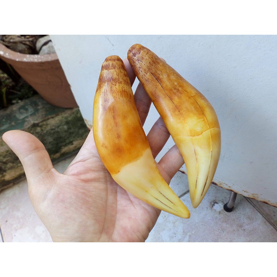Nanh cọp nhân tạo sise lớn