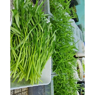 HẠT GIỐNG RAU MUỐNG LÁ TRE CAO SẢN 100gr