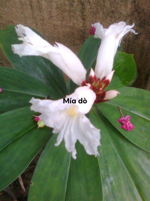 Cây mía dò cát lồi- ship hàng mỗi thứ 2