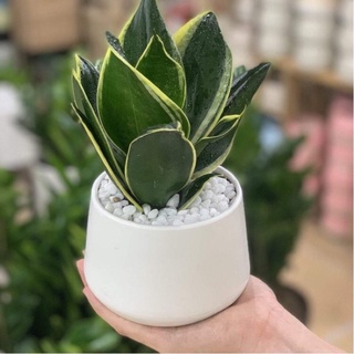 Cây lưỡi hổ thái lùn mini ( chậu nhựa)