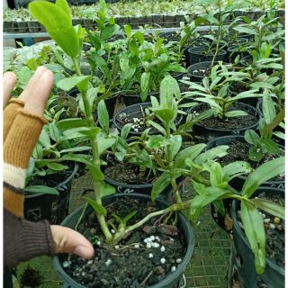 chậu lan gieo hạt Nù Tam Bố, nù Tali, Châu Như, Sơn Điền, thác bay, di linh xuân