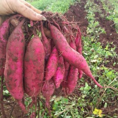 1kg Khoai Lang Nhật (Đà Lạt)