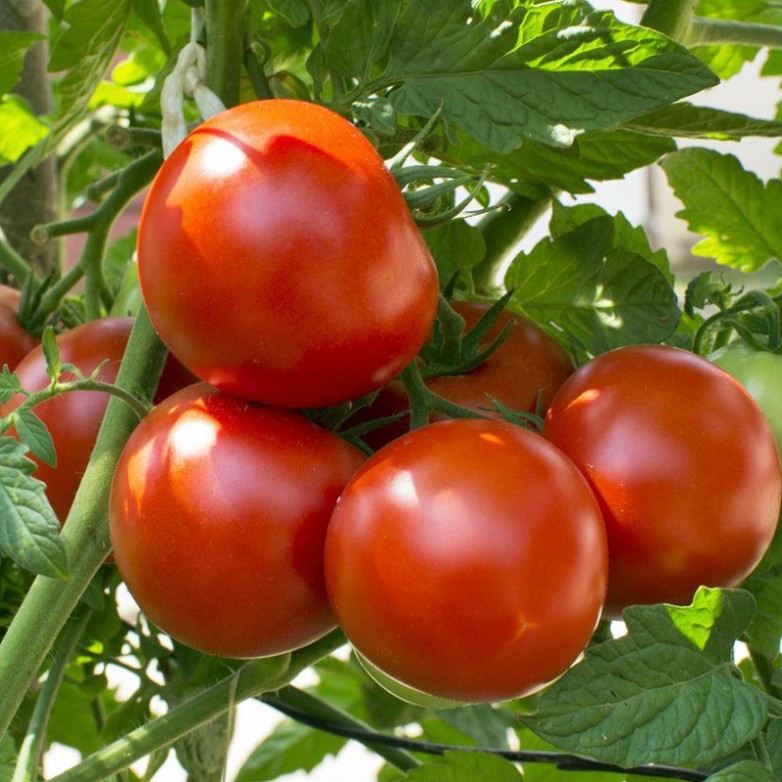 Hạt giống cà chua siêu trái (tặng phân)