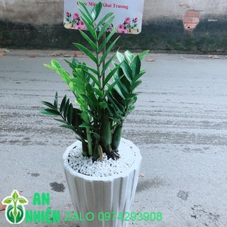 Chậu cây kim phát tài kèm bảng khai trương
