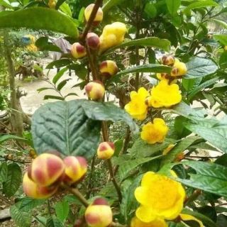 Cây giống trà hoa vàng