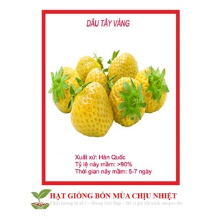HẠT GIỐNG DÂU TÂY VÀNG 50H
