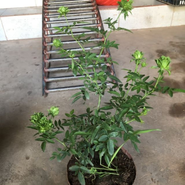 HOA HỒNG XANH