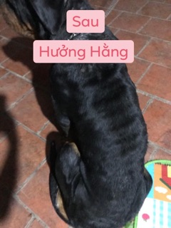 trị ghẻ nấm viêm da
