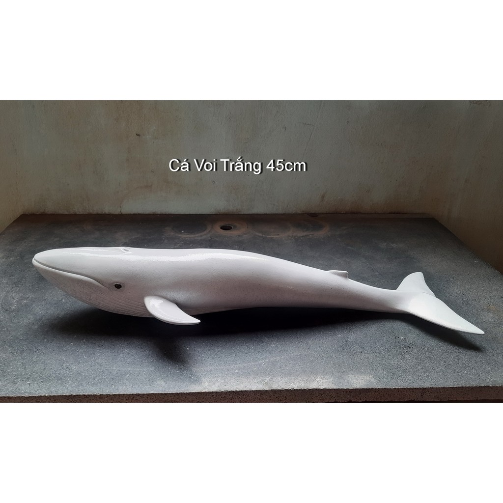 Cá Voi Trắng 45cm