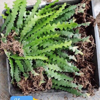 Cây Quỳnh đỏ Mexico - cây quỳnh xương cá