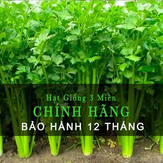 Hạt giống rau cần tây Đan Mạch 10gr