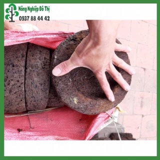 Dớn trồng lan, dớn đĩa, đã qua xử lý, tiện dụng